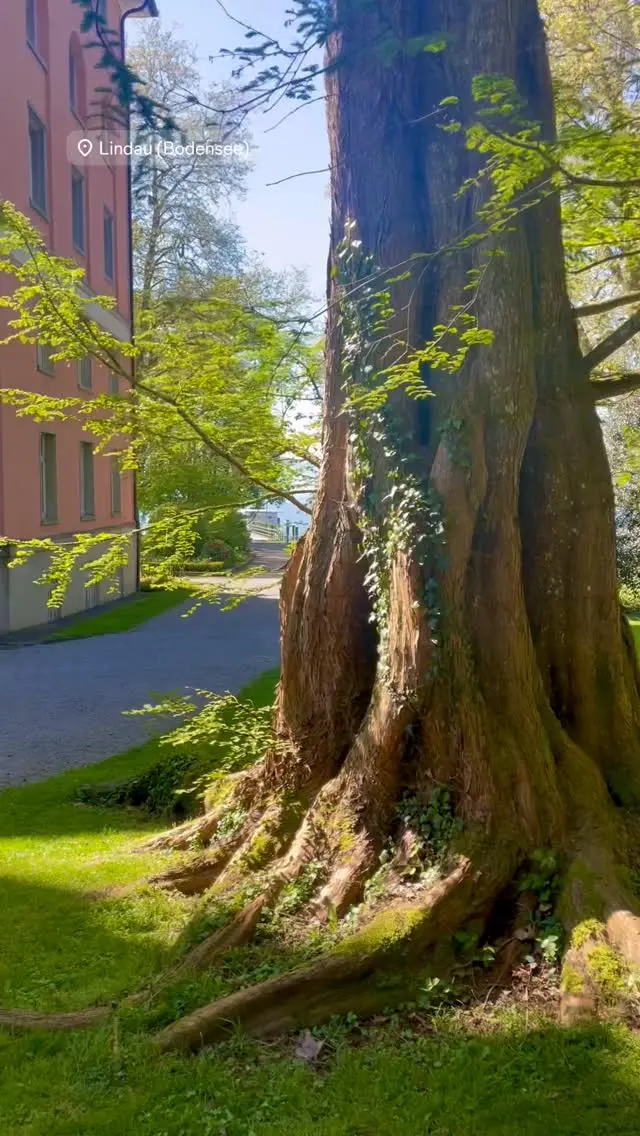 Und schon bald heißt es wieder: Sonne, See und Segel setzen ☀️⛵️

#lindau #sommer #hotel #bodensee #sonne